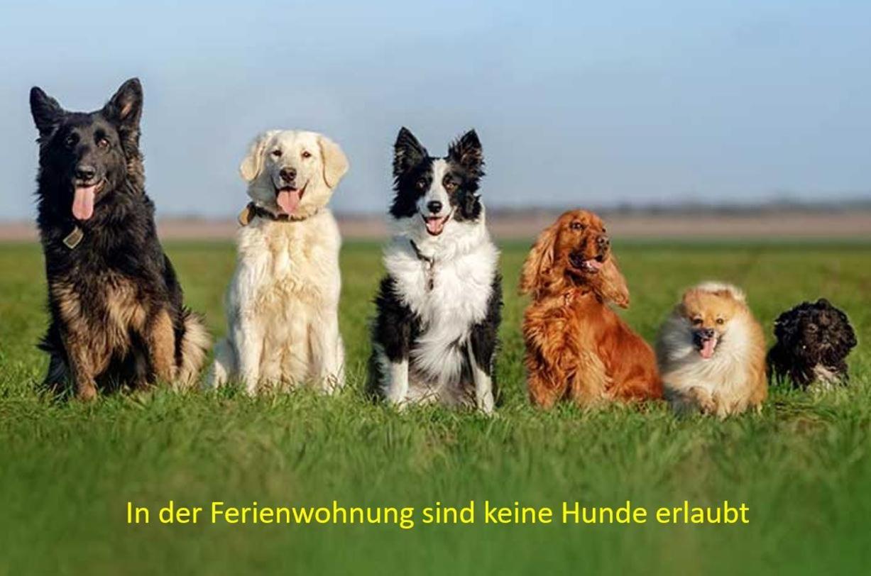 Pension & Ferienwohnung Oberhof 810 M Oda fotoğraf